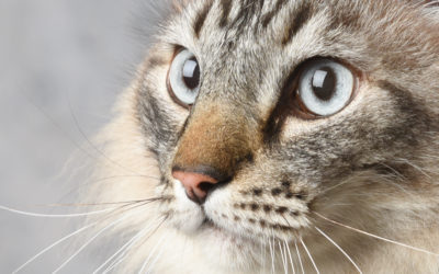 « portraits d’animaux »: un don, un portrait